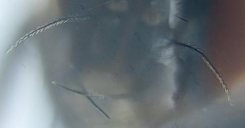 Stevenia sp.